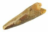 Fossil Spinosaurus Tooth - Real Dinosaur Tooth #351571-1
